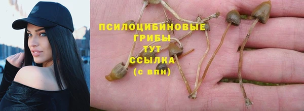 прущие грибы Медвежьегорск